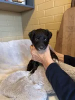 purple girl, a female Aussiedoodle for sale in Belmont, NC – Photo 1 of 2