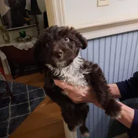 purple girl, a female Aussiedoodle for sale in Belmont, NC – Photo 2 of 2