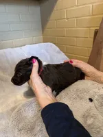 red girl, a female Aussiedoodle for sale in Belmont, NC – Photo 1 of 2