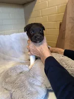 red girl, a female Aussiedoodle for sale in Belmont, NC – Photo 2 of 2