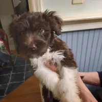 red girl, a female Aussiedoodle for sale in Belmont, NC – Photo 2 of 2