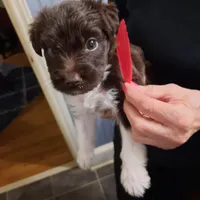 red girl, a female Aussiedoodle for sale in Belmont, NC – Photo 1 of 2