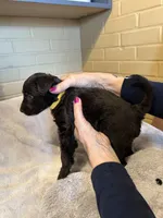 yellow boy, a male Aussiedoodle for sale in Belmont, NC – Photo 1 of 2