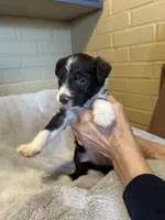 grey boy, a female Aussiedoodle for sale in Belmont, NC – Photo 1 of 2