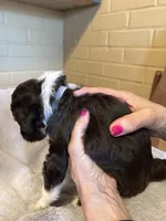 grey boy, a female Aussiedoodle for sale in Belmont, NC – Photo 2 of 2