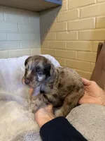 merle boy 2, a male Aussiedoodle for sale in Belmont, NC – Photo 1 of 2