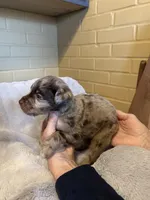 merle boy 2, a male Aussiedoodle for sale in Belmont, NC – Photo 2 of 2