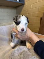 merle boy 1, a male Aussiedoodle for sale in Belmont, NC – Photo 2 of 2