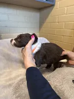 orange girl, a female Aussiedoodle for sale in Belmont, NC – Photo 1 of 2