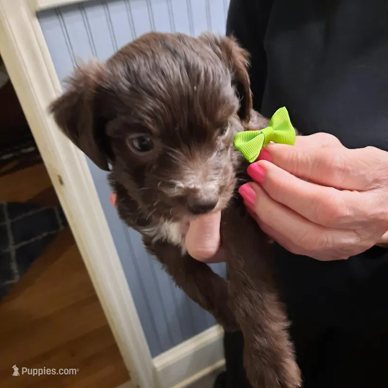 green girl – Aussiedoodle puppy for sale in Belmont, NC
