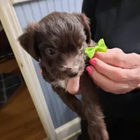 tiny girl, a female Aussiedoodle for sale in Belmont, NC – Photo 3 of 4