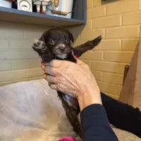 tiny girl, a female Aussiedoodle for sale in Belmont, NC – Photo 1 of 4