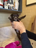 tiny girl, a female Aussiedoodle for sale in Belmont, NC – Photo 1 of 2