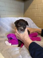tiny girl, a female Aussiedoodle for sale in Belmont, NC – Photo 2 of 2