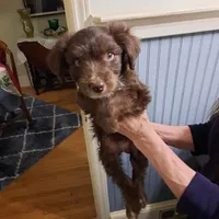 tiny girl, a female Aussiedoodle for sale in Belmont, NC – Photo 4 of 4