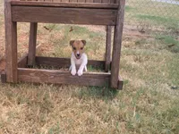 Jack , a male Parson Russell Terrier for sale in Carney, OK – 3 of 8