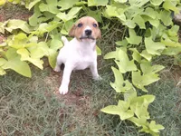 Jack , a male Parson Russell Terrier for sale in Carney, OK – 6 of 8