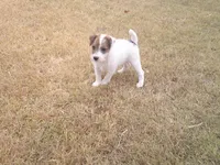 Scruffy , a male Parson Russell Terrier for sale in Carney, OK – 4 of 5