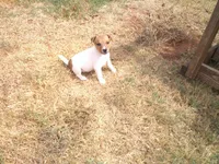 Jack , a male Parson Russell Terrier for sale in Carney, OK – 4 of 8