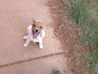 Jack , a male Parson Russell Terrier for sale in Carney, OK – 5 of 8