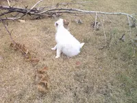 Scruffy , a male Parson Russell Terrier for sale in Carney, OK – 2 of 5