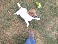 Jack , a male Parson Russell Terrier for sale in Carney, OK – 8 of 8