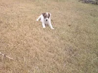 Scruffy , a male Parson Russell Terrier for sale in Carney, OK – 3 of 5