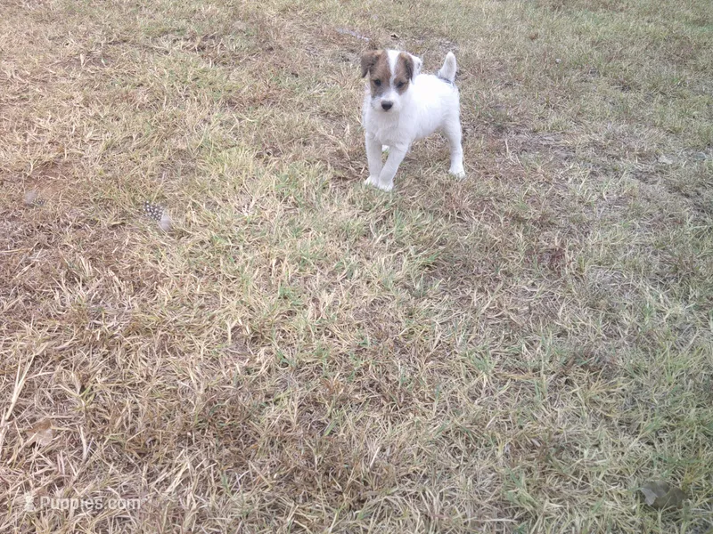 Scruffy  – Parson Russell Terrier puppy for sale in Carney, OK