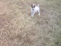 Scruffy , a male Parson Russell Terrier for sale in Carney, OK – 1 of 5