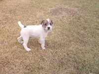 Scruffy , a male Parson Russell Terrier for sale in Carney, OK – 5 of 5