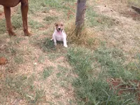 Jack , a male Parson Russell Terrier for sale in Carney, OK – 2 of 8