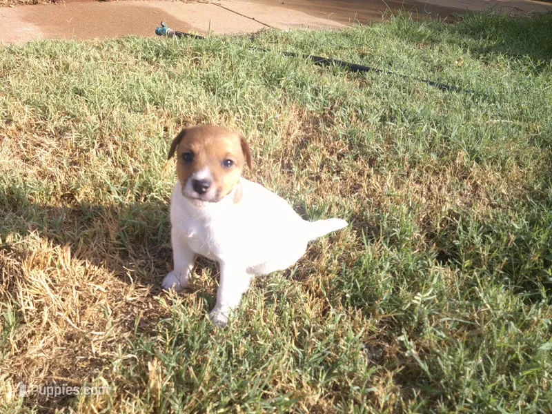 Jack  – Parson Russell Terrier puppy for sale in Carney, OK