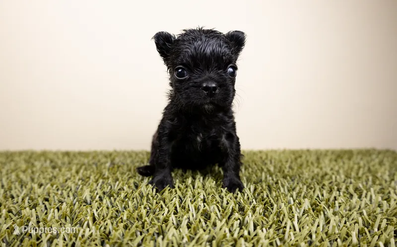 STORMI – French Bulldog puppy for sale in Fond Du Lac, WI