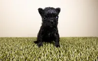 STORMI, a female French Bulldog for sale in Fond Du Lac, WI – 1 of 1