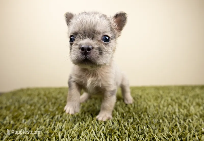 VEGA – French Bulldog puppy for sale in Fond Du Lac, WI