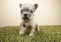 VEGA, a female French Bulldog for sale in Fond Du Lac, WI – 1 of 1