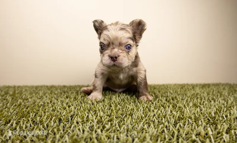 CHUCKY – French Bulldog puppy for sale in Fond Du Lac, WI