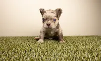 CHUCKY, a male French Bulldog for sale in Fond Du Lac, WI – 1 of 1