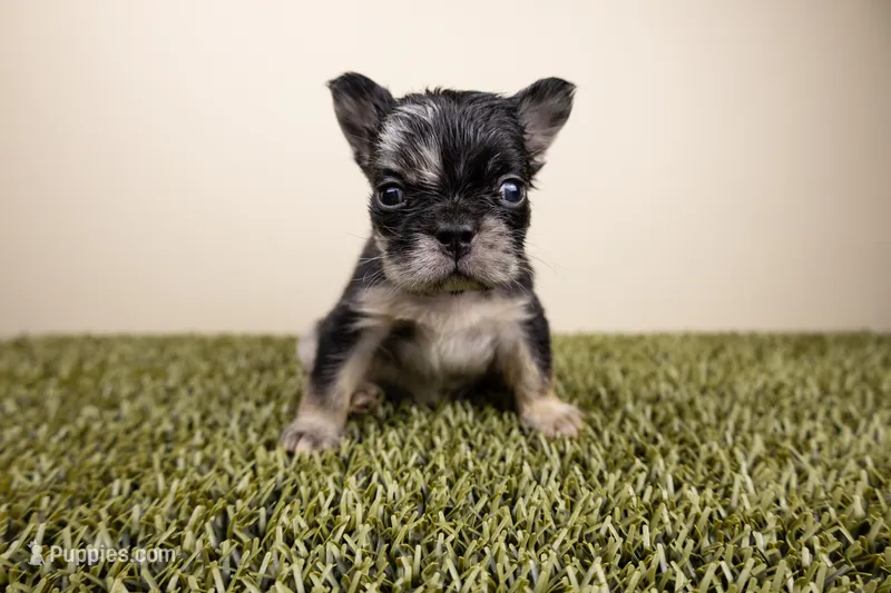 MOO COW – French Bulldog puppy for sale in Fond Du Lac, WI