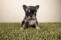 MOO COW, a male French Bulldog for sale in Fond Du Lac, WI – 1 of 1
