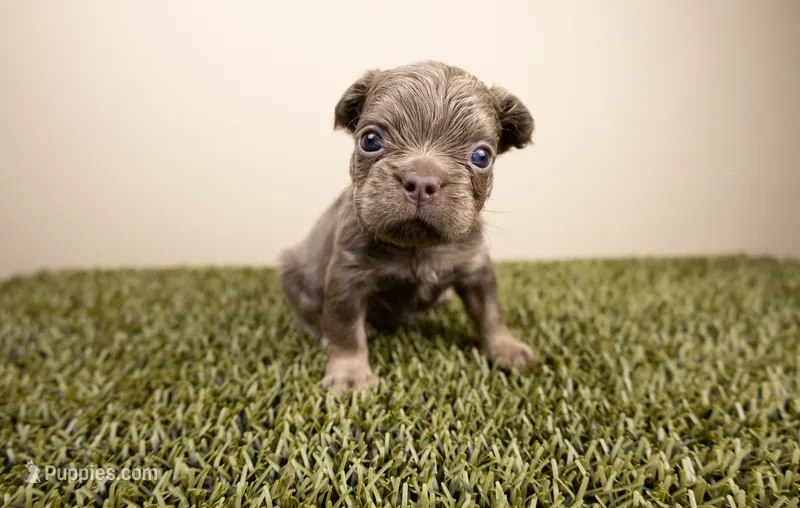 MOOSE – French Bulldog puppy for sale in Fond Du Lac, WI