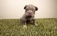 MOOSE, a male French Bulldog for sale in Fond Du Lac, WI – 1 of 1