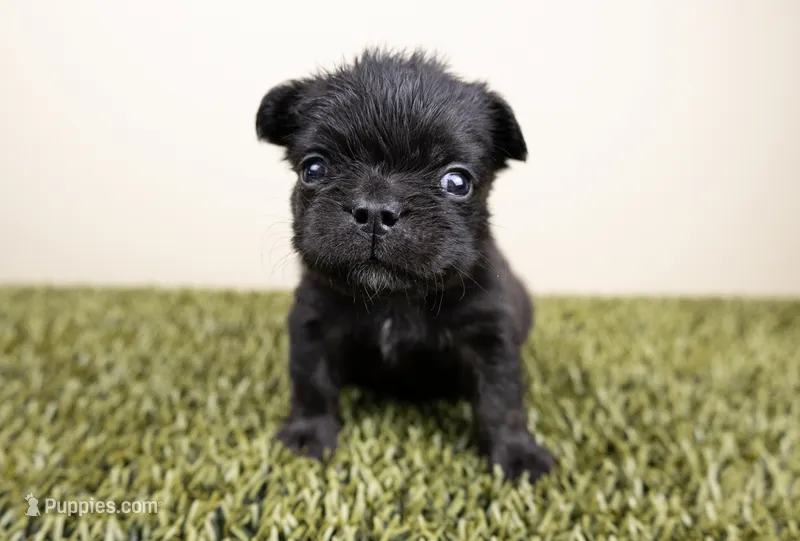 BEAR – French Bulldog puppy for sale in Fond Du Lac, WI