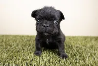 BEAR, a male French Bulldog for sale in Fond Du Lac, WI – 1 of 1