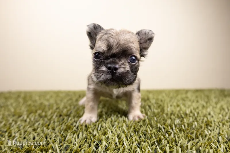 LIL MERLE – French Bulldog puppy for sale in Fond Du Lac, WI