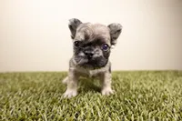 LIL MERLE, a male French Bulldog for sale in Fond Du Lac, WI – 1 of 1