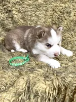 Slate, a male Siberian Husky for sale in Collins, IA – Photo 3 of 3