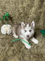 Slate, a male Siberian Husky for sale in Collins, IA – Photo 2 of 3
