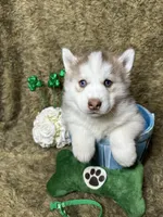 Slate, a male Siberian Husky for sale in Collins, IA – Photo 1 of 3