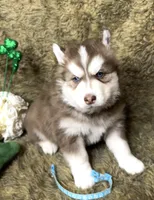 Summit, a male Siberian Husky for sale in Collins, IA – Photo 2 of 3